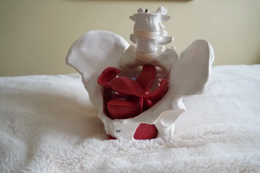 Female pelvis, sitting on a white surface. Bowl of the pelvis is open and shows the rectum, uterus and bladder inside.