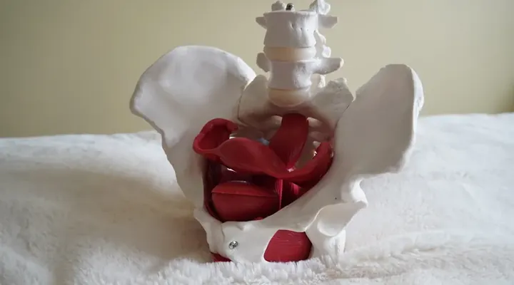 Model of a female pelvis showing the pelvic floor muscles